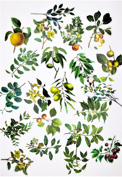 Fruit Trees Stickers