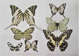 Butterfly Die Cut Embellshments with Foil, Ivory/Black