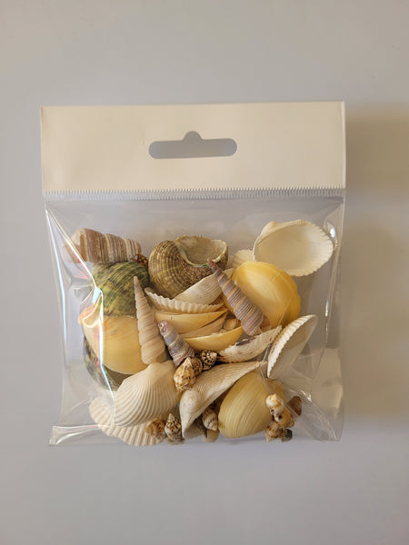 Assorted Seashells